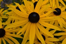 Gewöhnlicher Sonnenhut_2.JPG